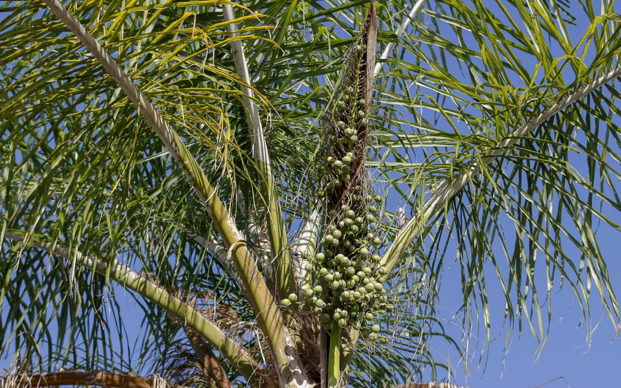 Плоды финиковой пальмы