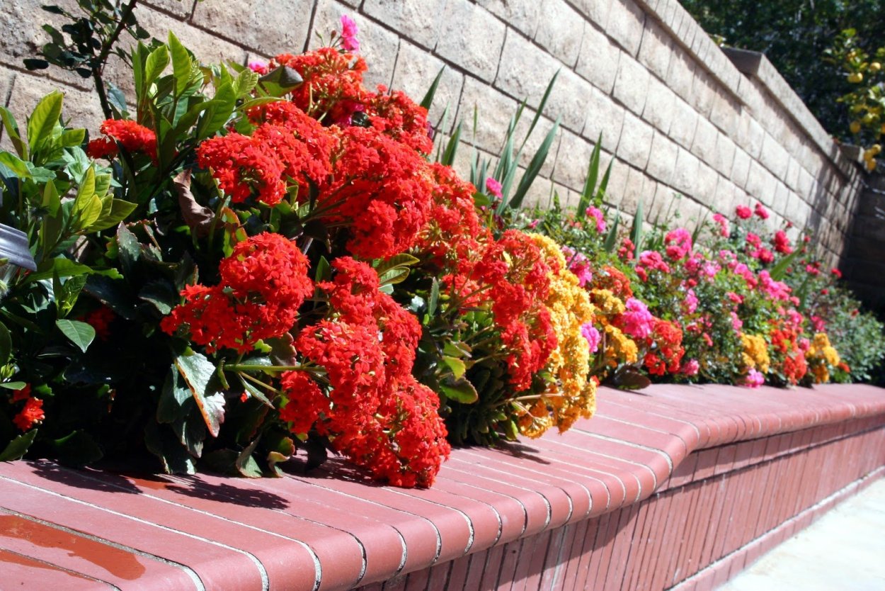 Каланхоэ пильчатолистное (Kalanchoe serratifolium)