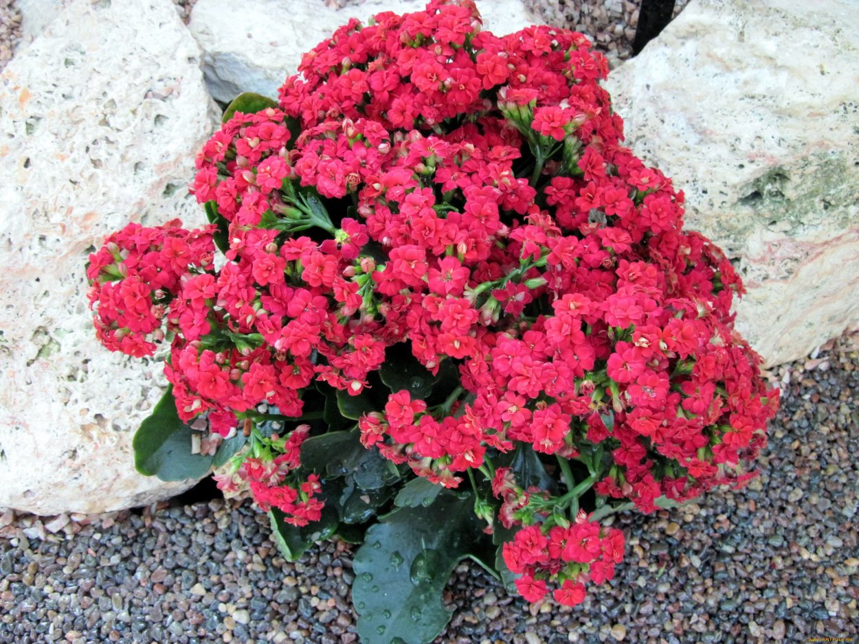 Каланхоэ Дегремона (Kalanchoe daigremontiana)