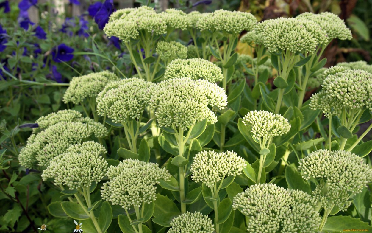 Заячья капуста (Очиток обыкновенный)