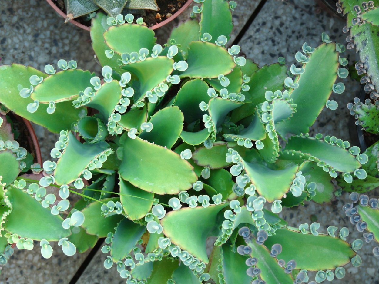 Каланхоэ остролистный