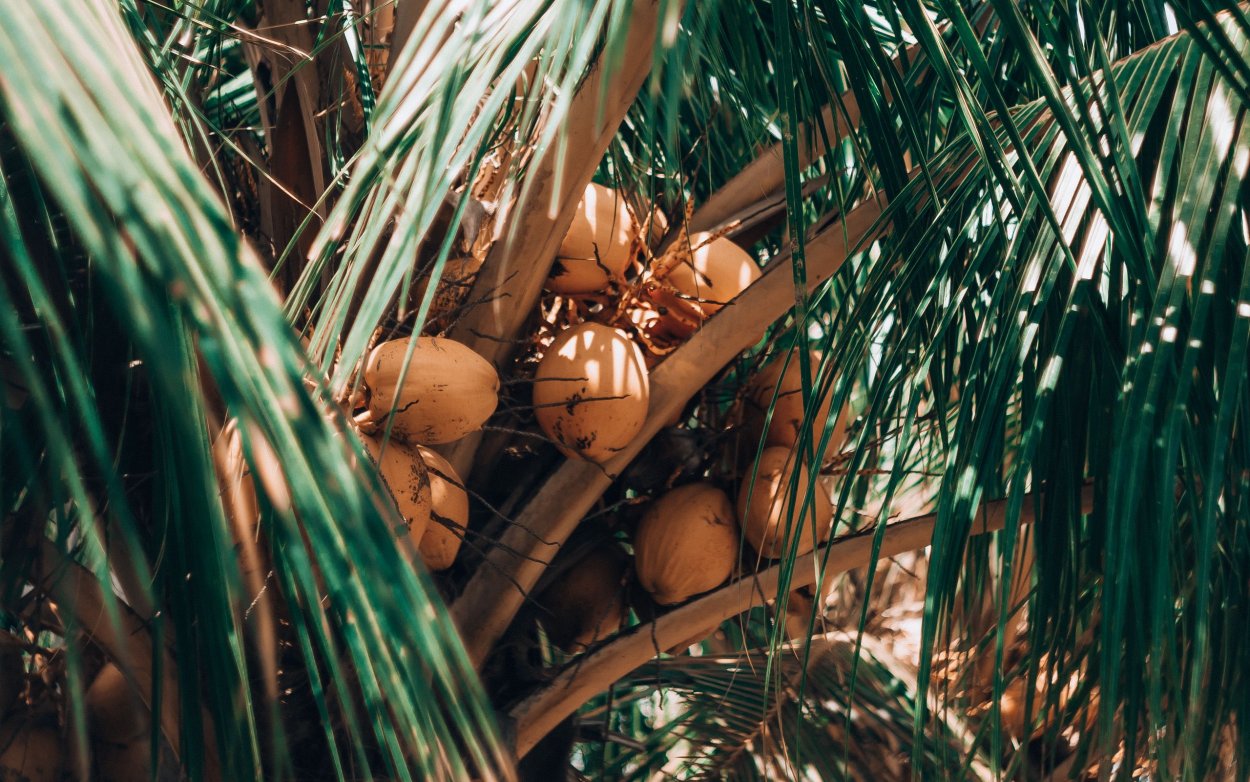 Кокосовая Пальма Камбоджи