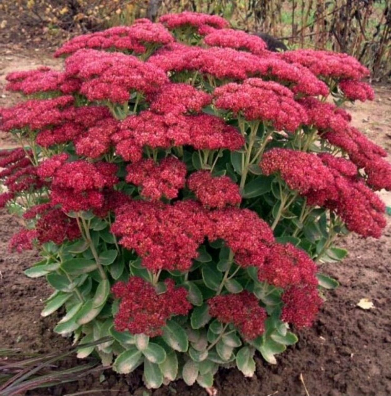 Каланхоэ Дегремона, Блоссфельда