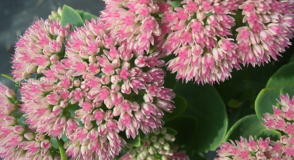 Каланхоэ Блоссфельда