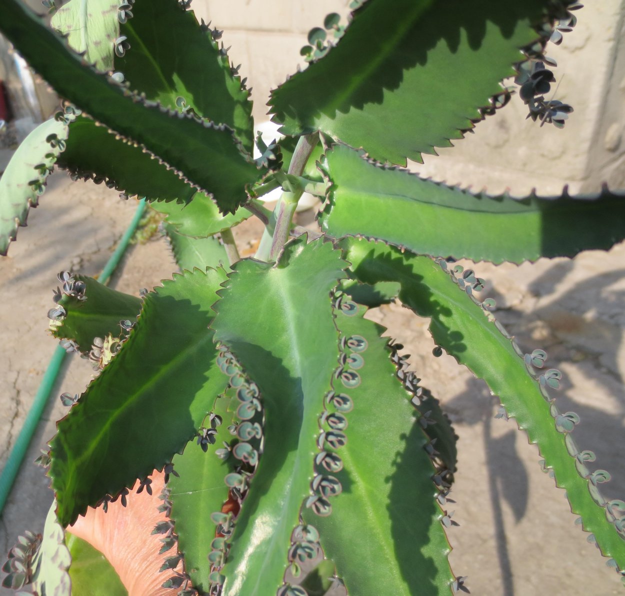 Каланхоэ цветущее красное