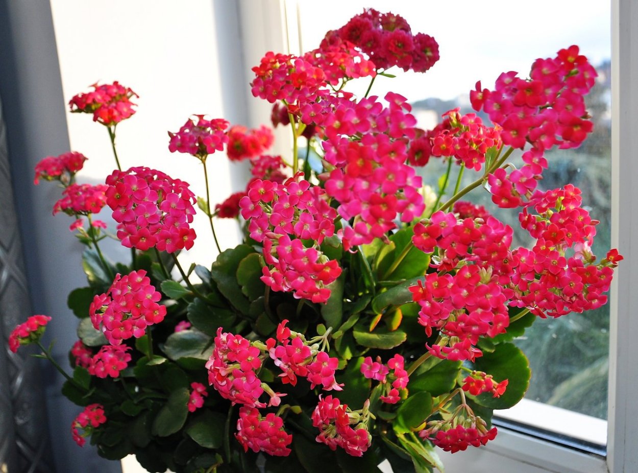 Каланхоэ Дегремона, Блоссфельда