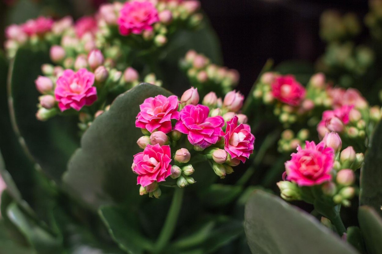 Очиток Видный Вариегата