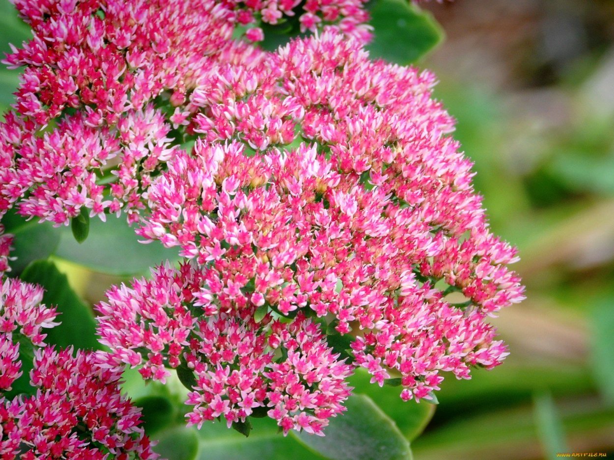 Очиток каланхоэ садовый