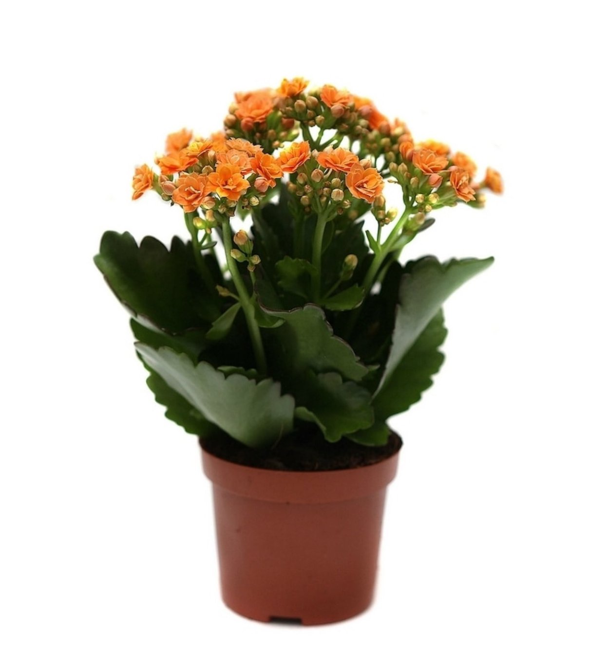 Каланхоэ Дегремона, Блоссфельда