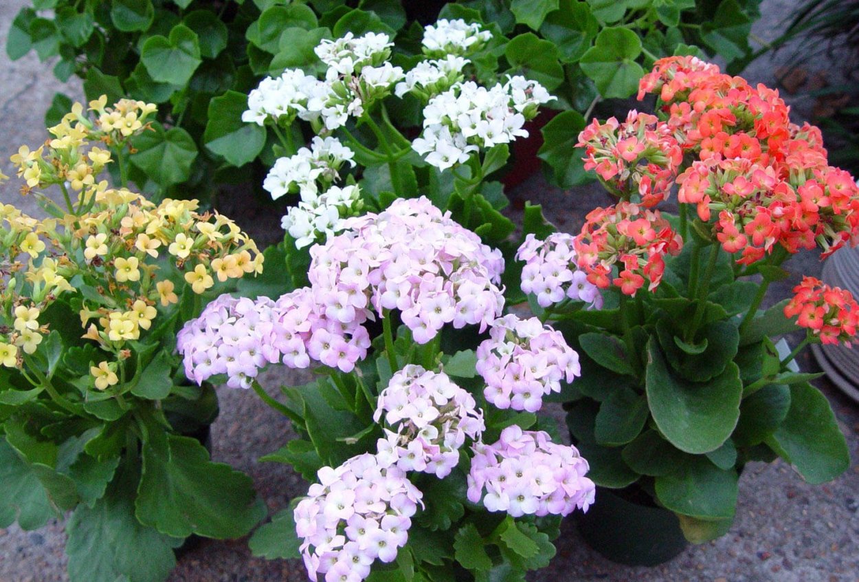 Очиток Видный Септемберглют