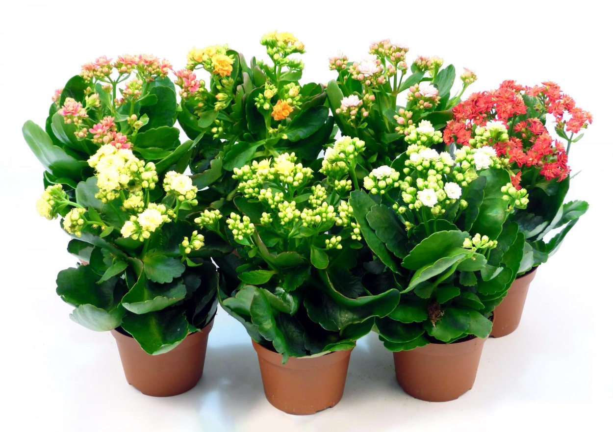 Каланхоэ герань