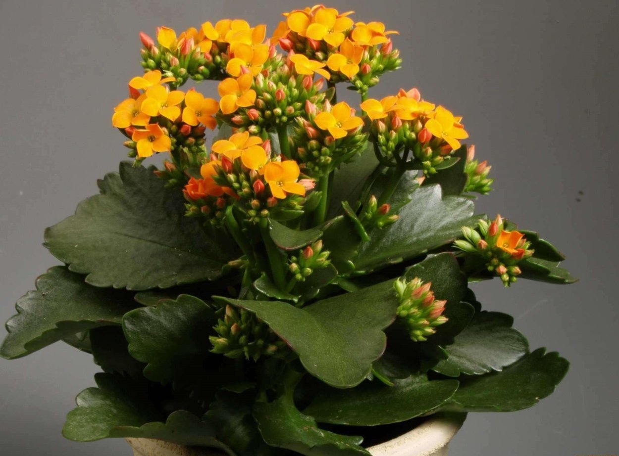 Каланхоэ бриофиллум Дегремона