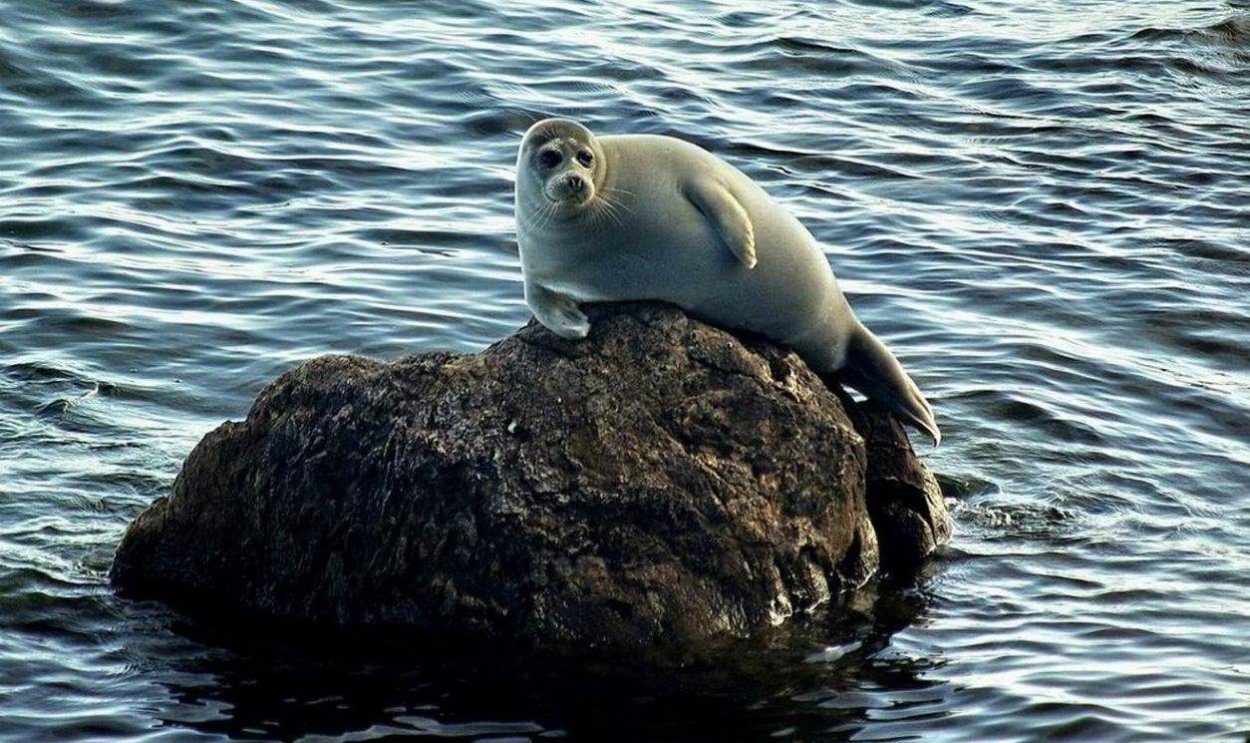 Остров чаек Ольхон