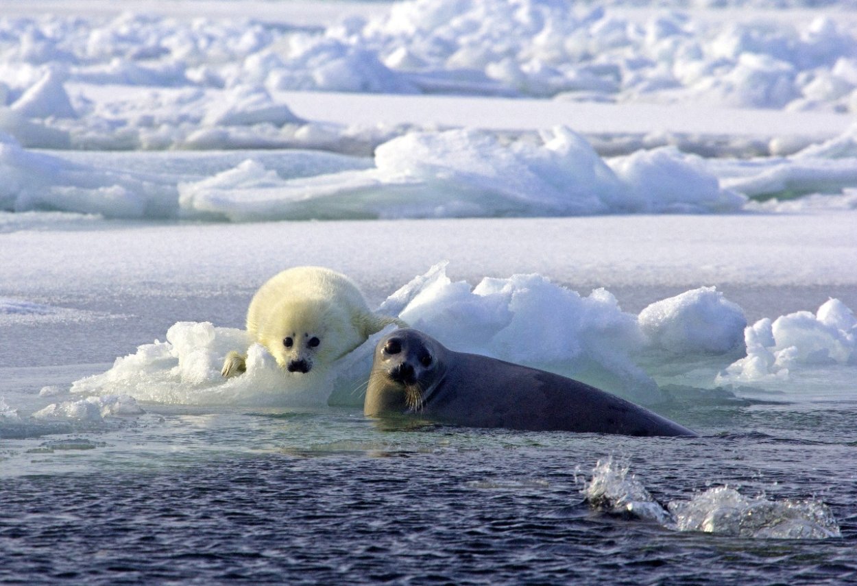 Флора озера Байкал