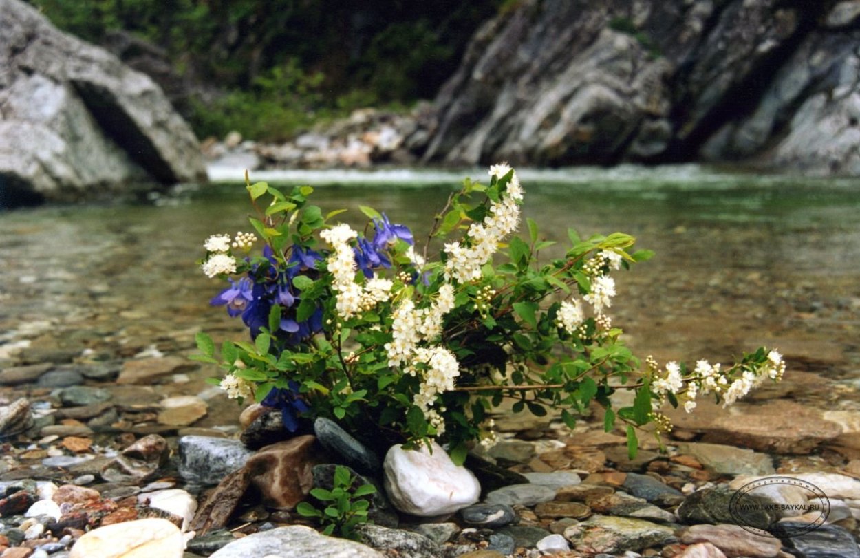 Байкальский заповедник Баргузинский Соболь