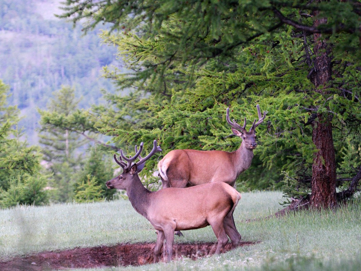 Сохранение орнитофауны Байкал
