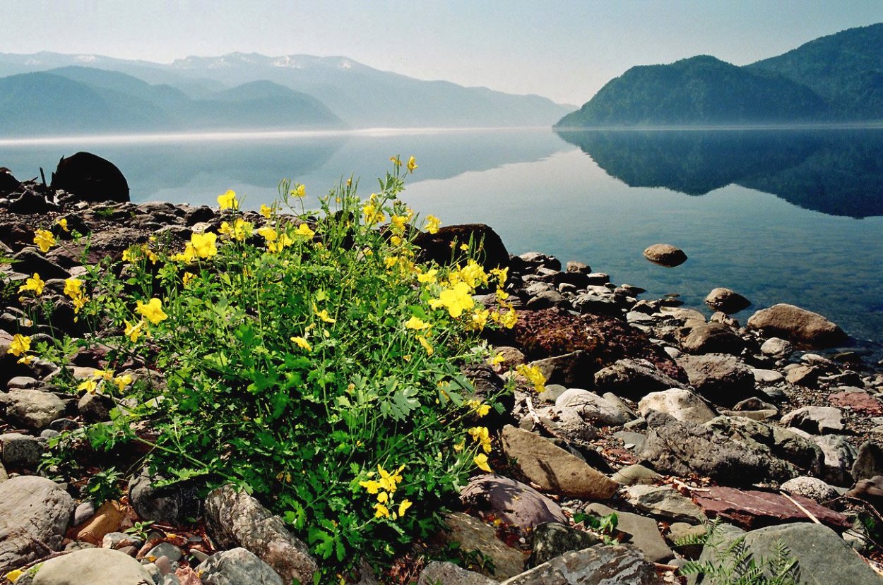 Байкал багульник цветет