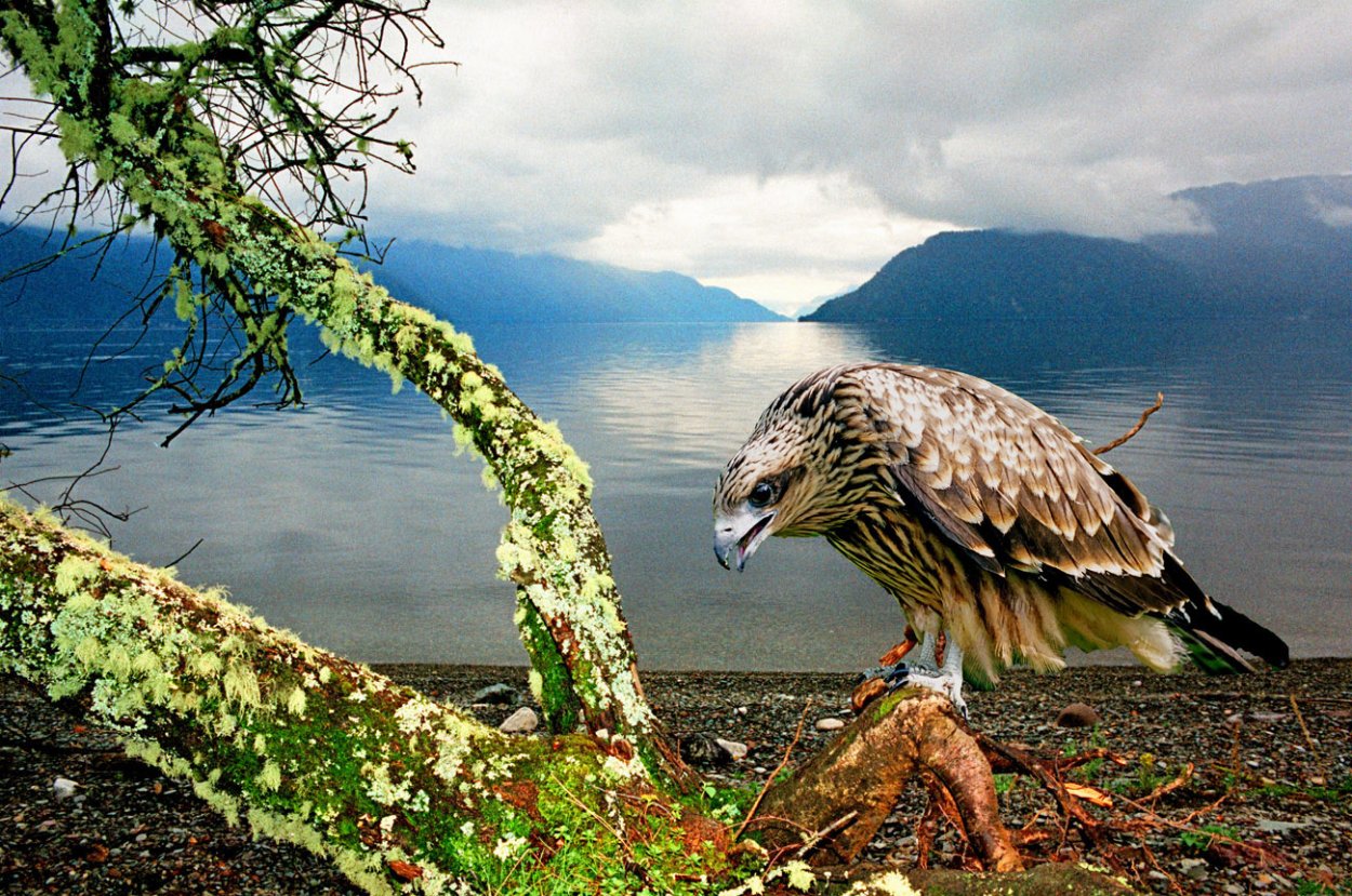 Флора баргузинского заповедника