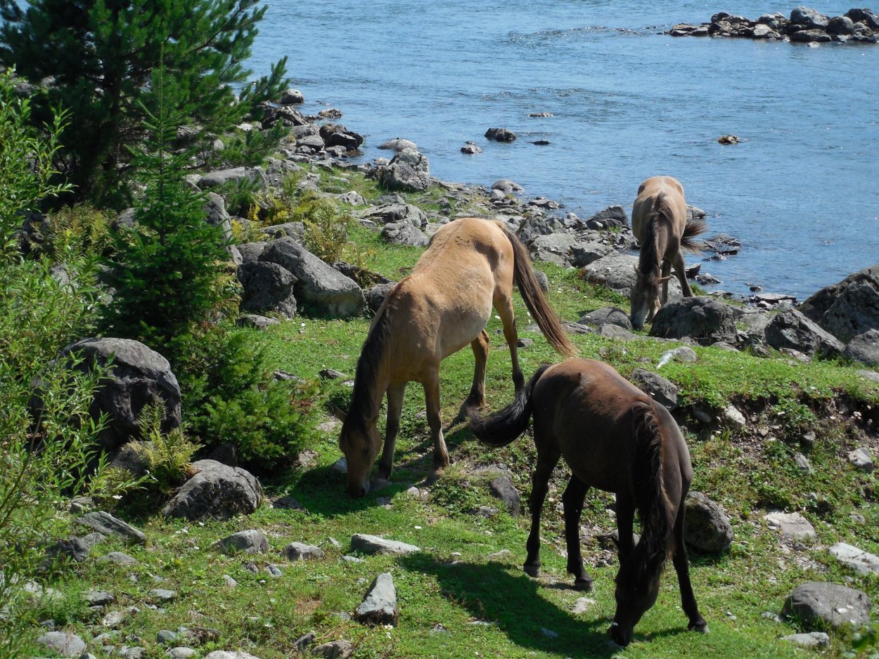 Флора озера Байкал