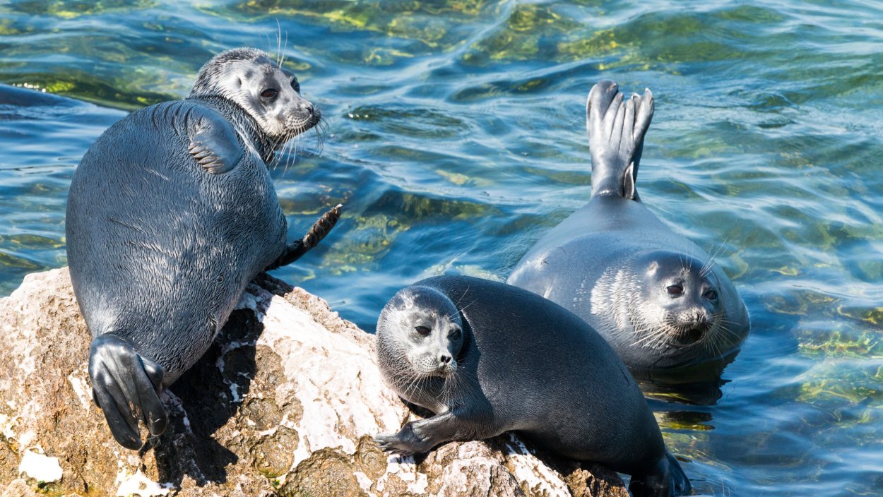 Растительный и животный мир