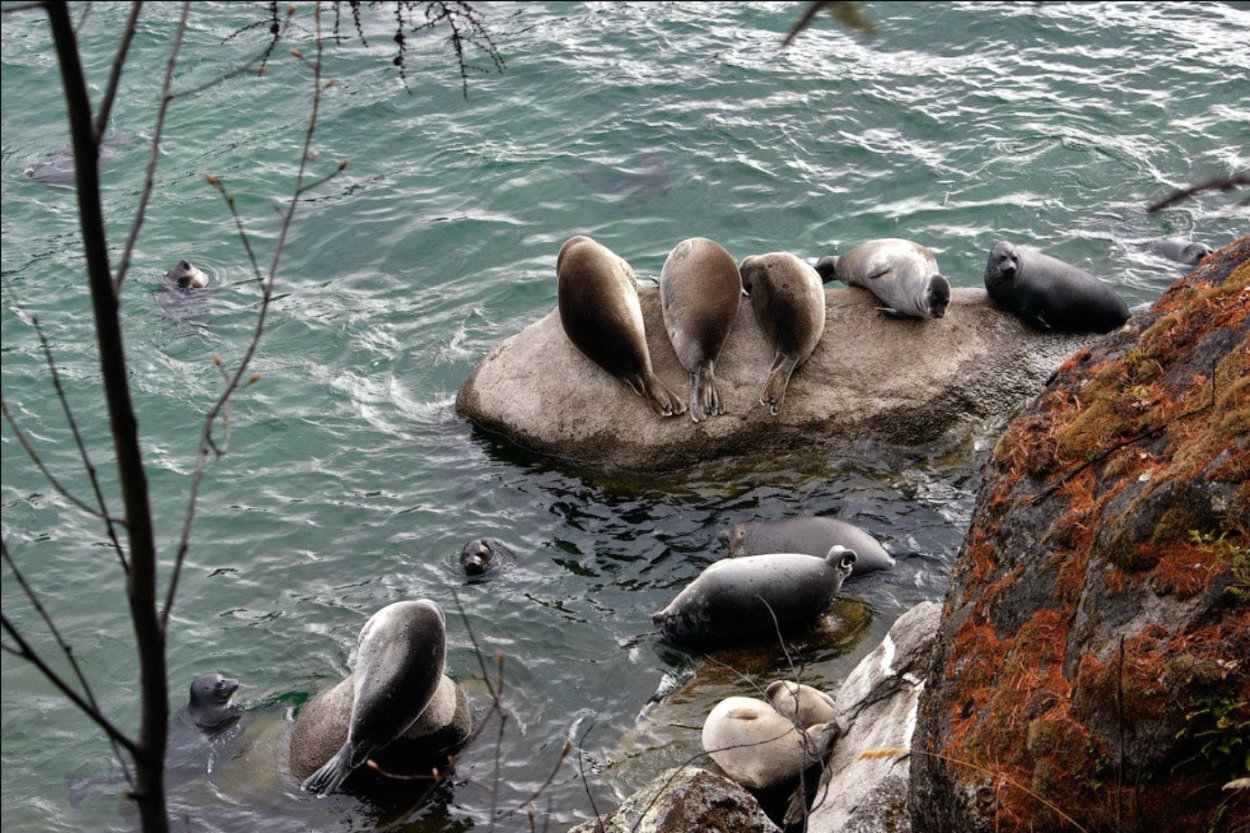 Флора озера Байкал