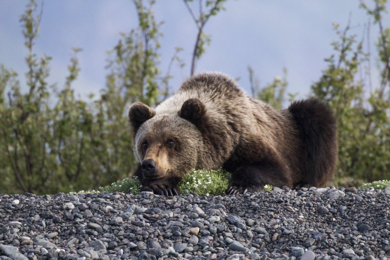 Нерпа Карское море