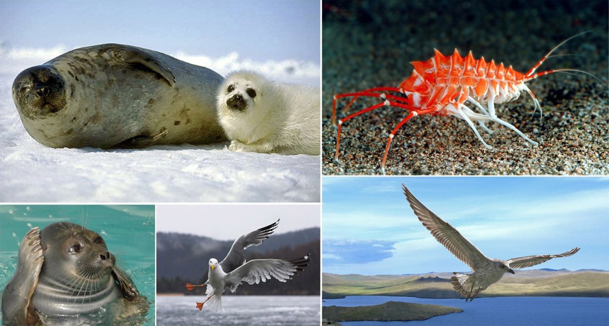 Озеро Байкал природа Флора