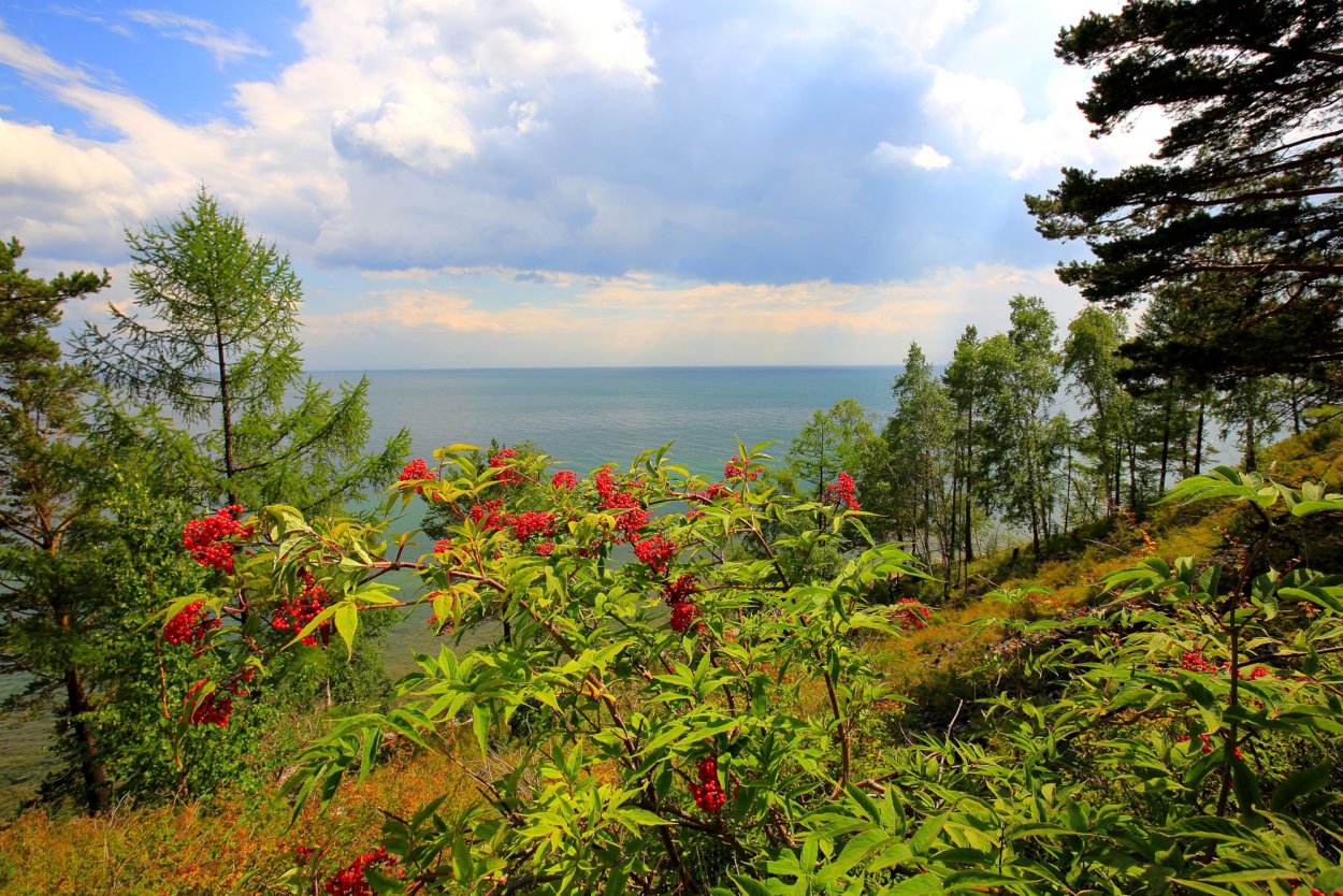 Уникальность Флоры и фауны побережья Байкала