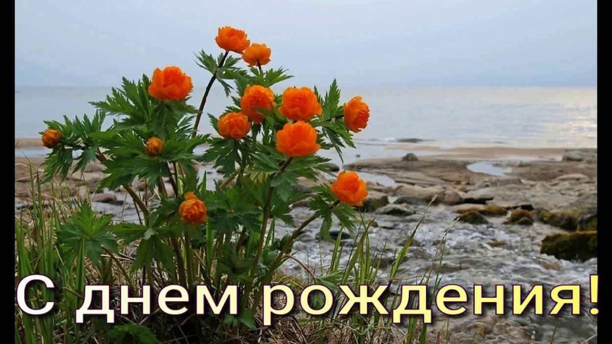 Рододендрон Даурский эндемик Байкала