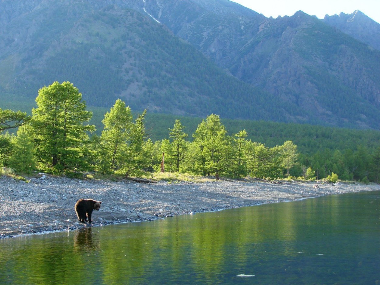 Багульник на Байкале
