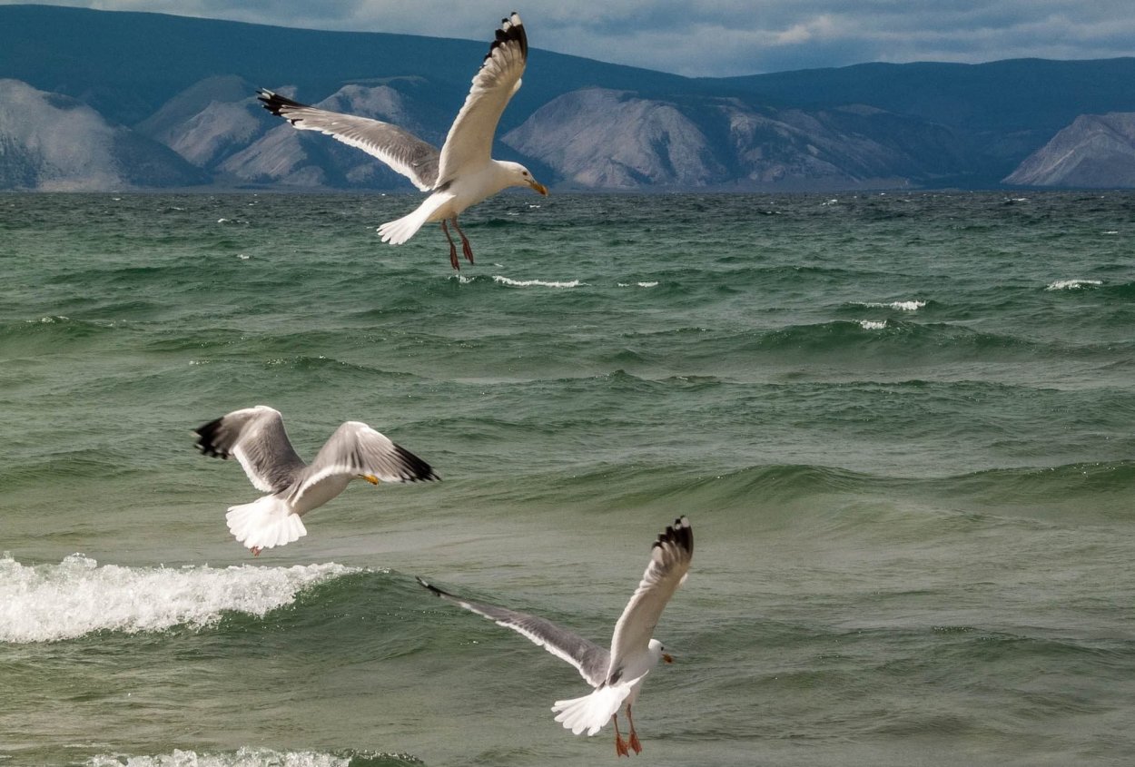 Морские млекопитающие Баренцева моря