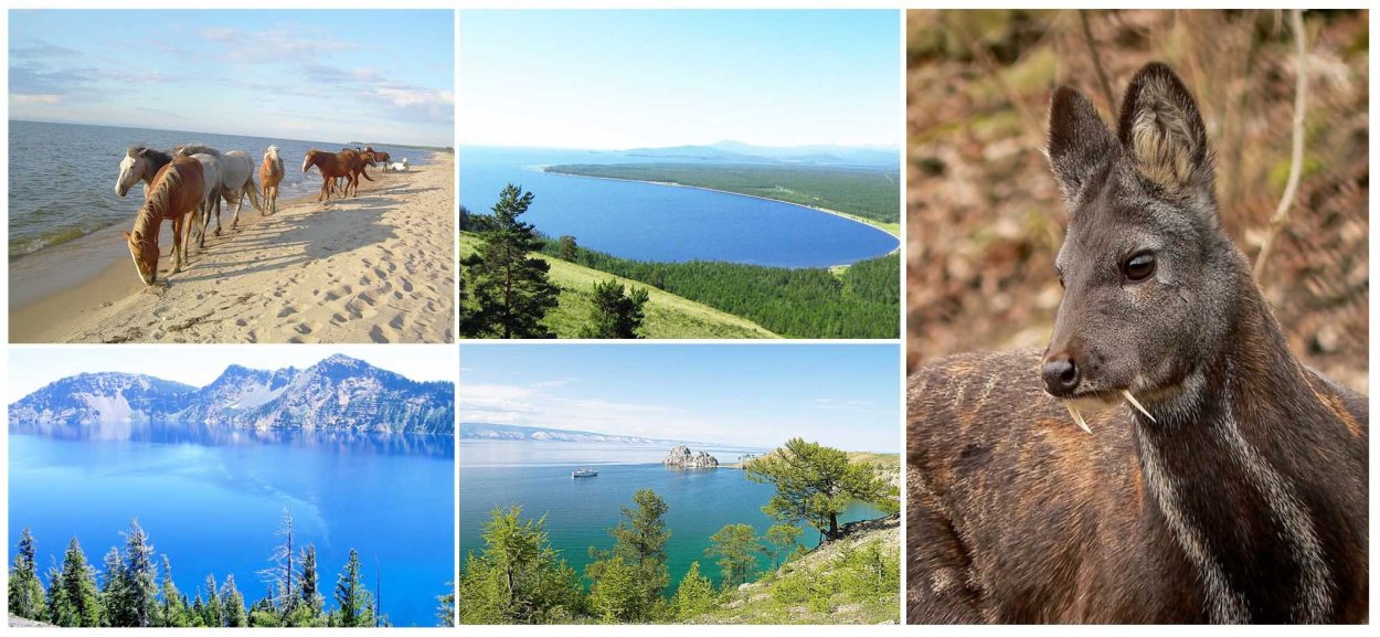 Фауна Ольхона