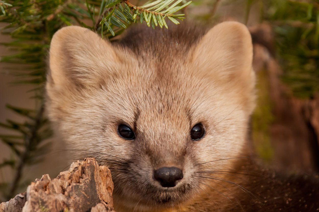 Ольхон Ушканьи острова