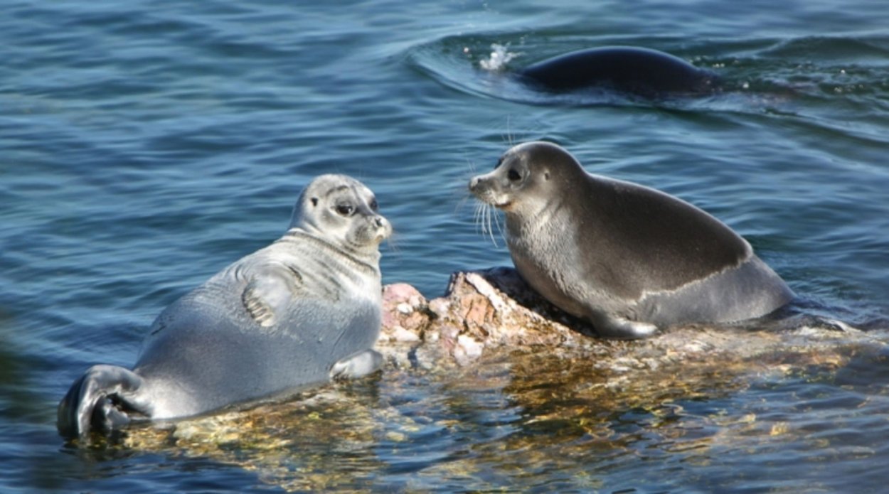 Флора Телецкого озера