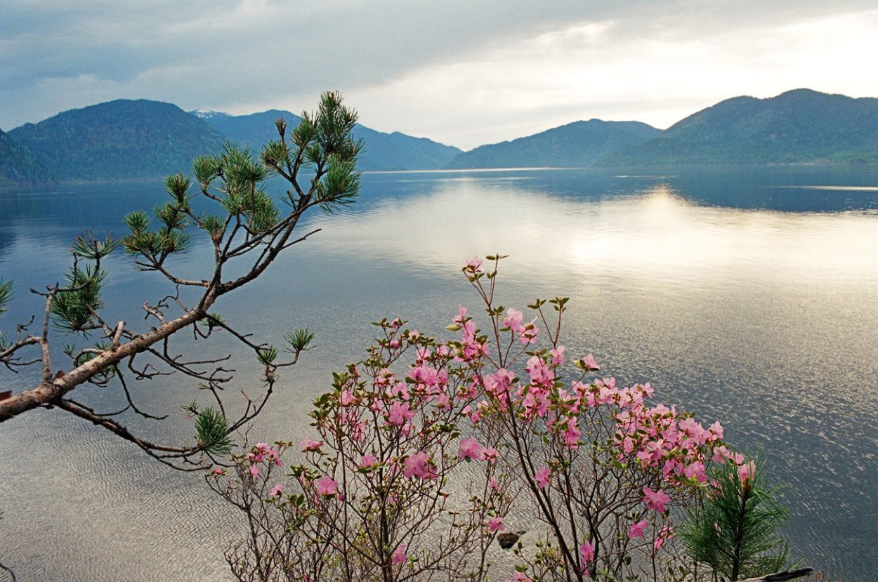 Озеро Байкал Нерпа Байкальская