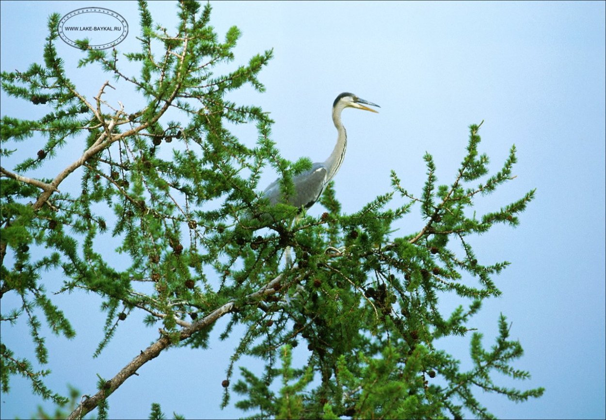 Сибирское озеро Байкал