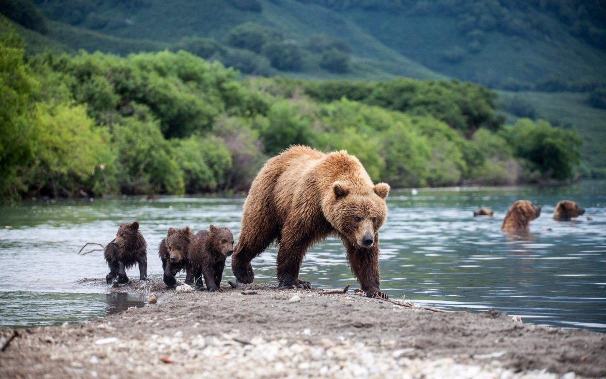 Лето Байкал цветы