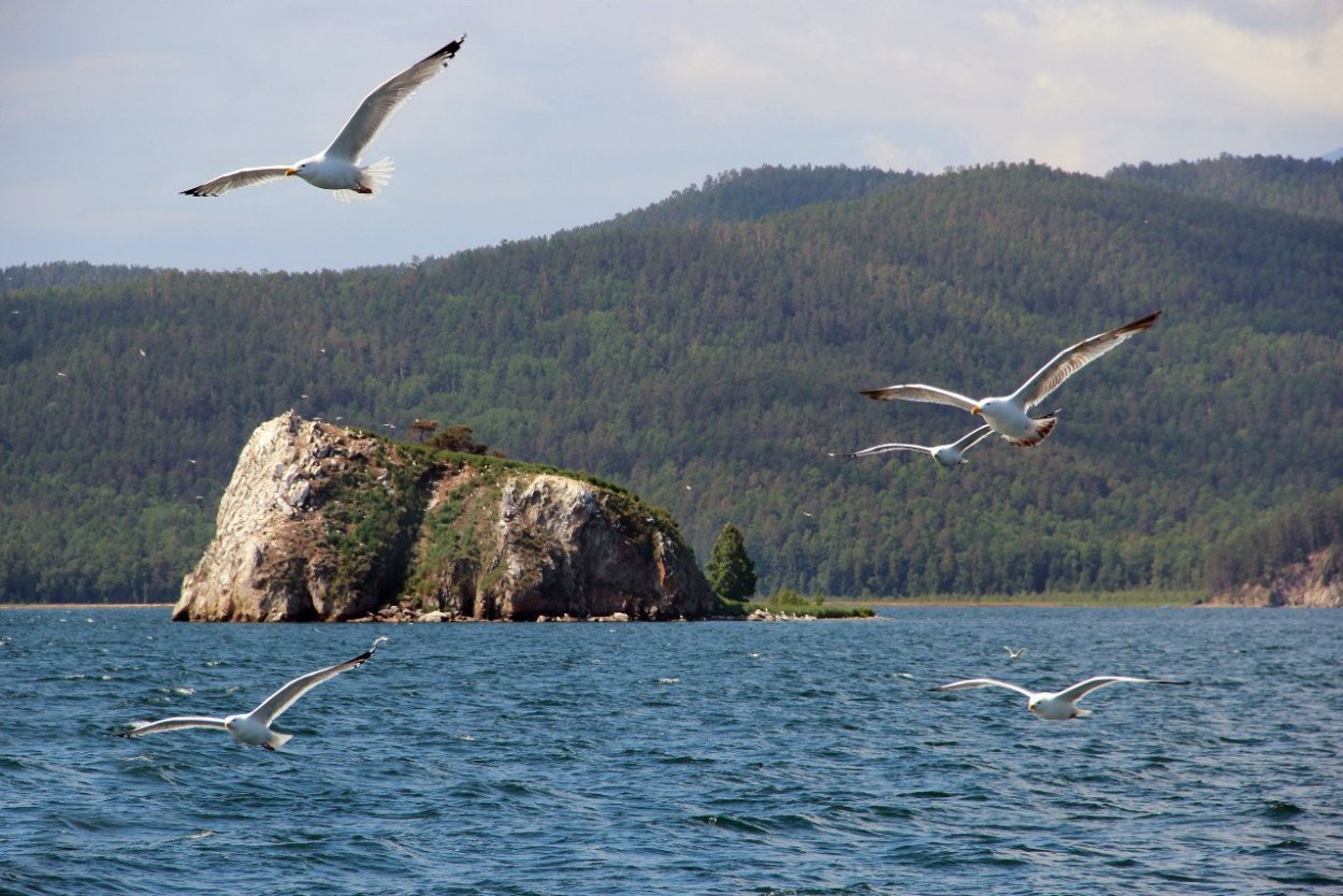 Животные обитающие на Байкале