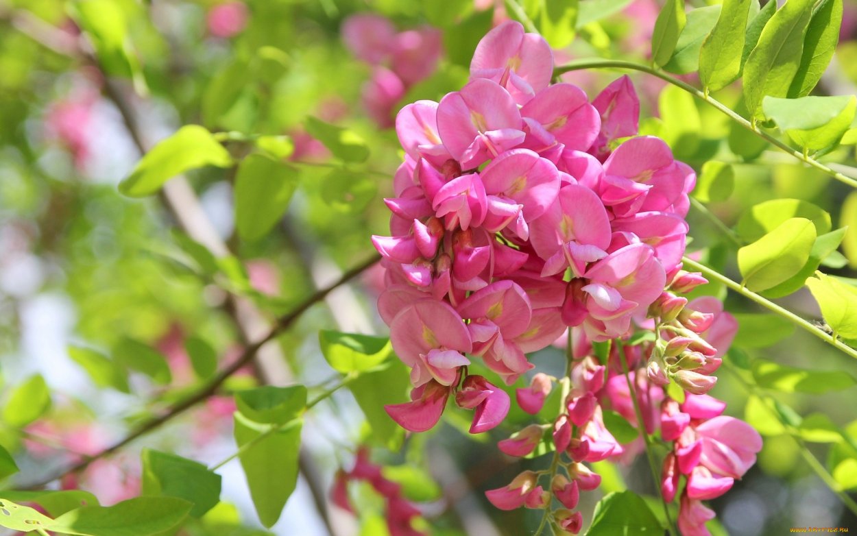 Альбиция ленкоранская Акация