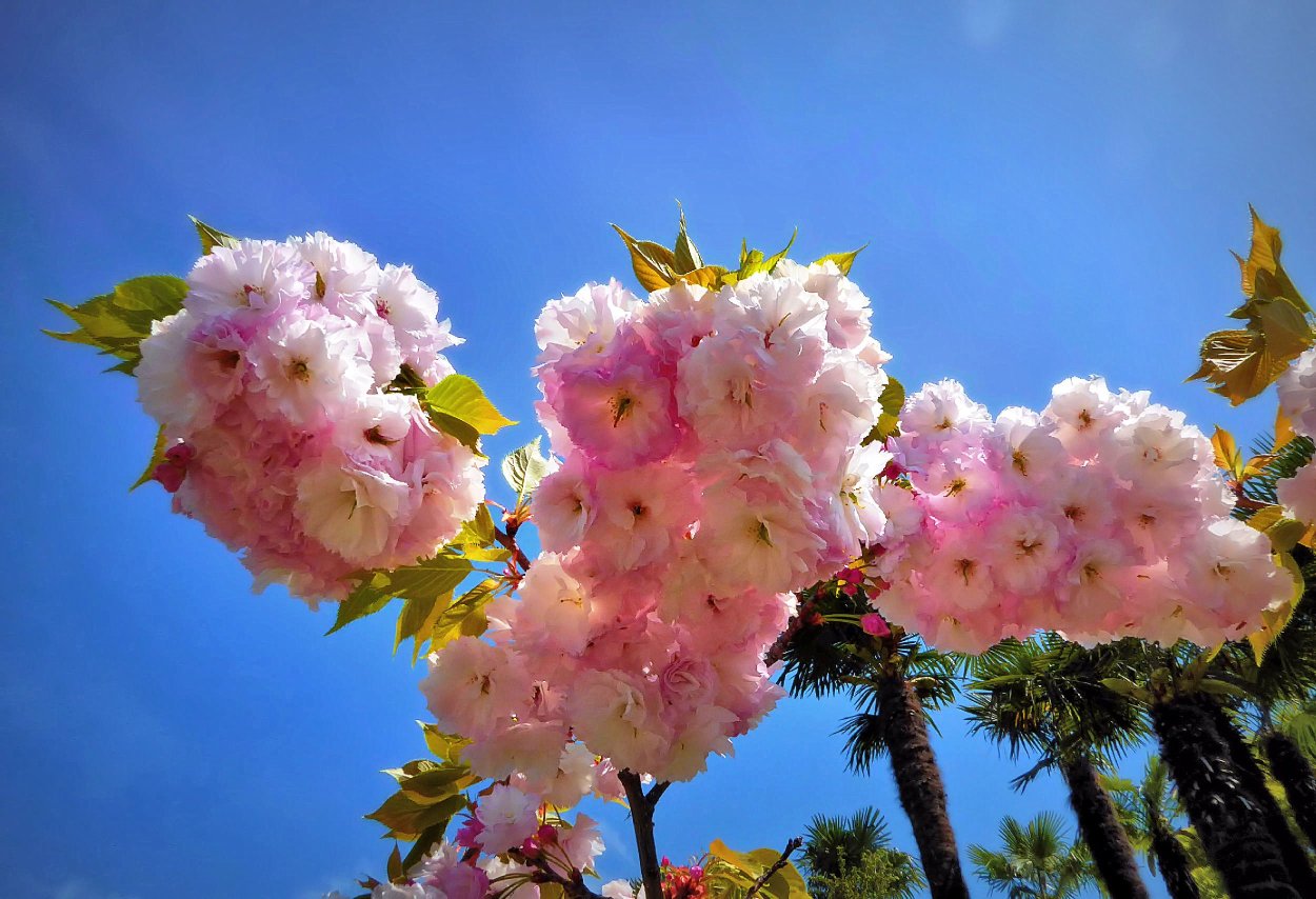 Цветущие деревья Краснодарского края