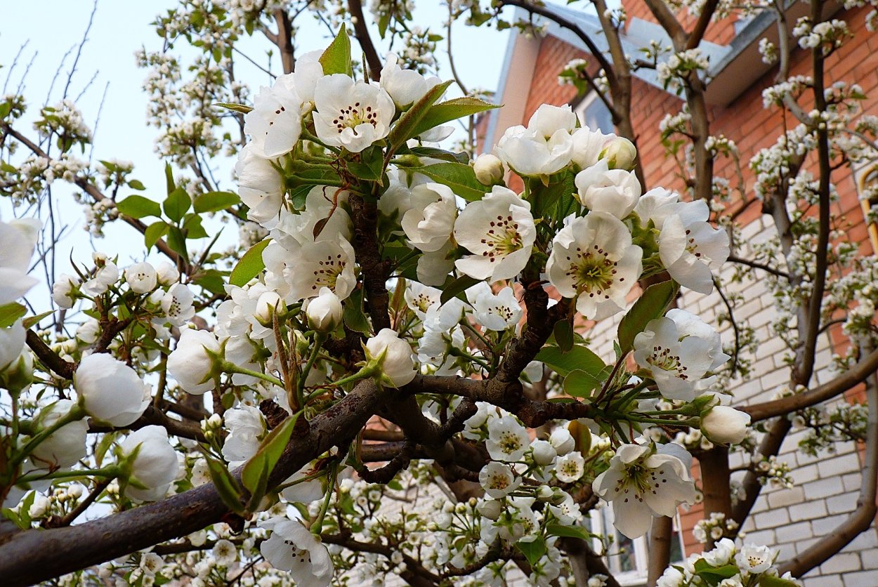 Персиковые сады Бахчисарай