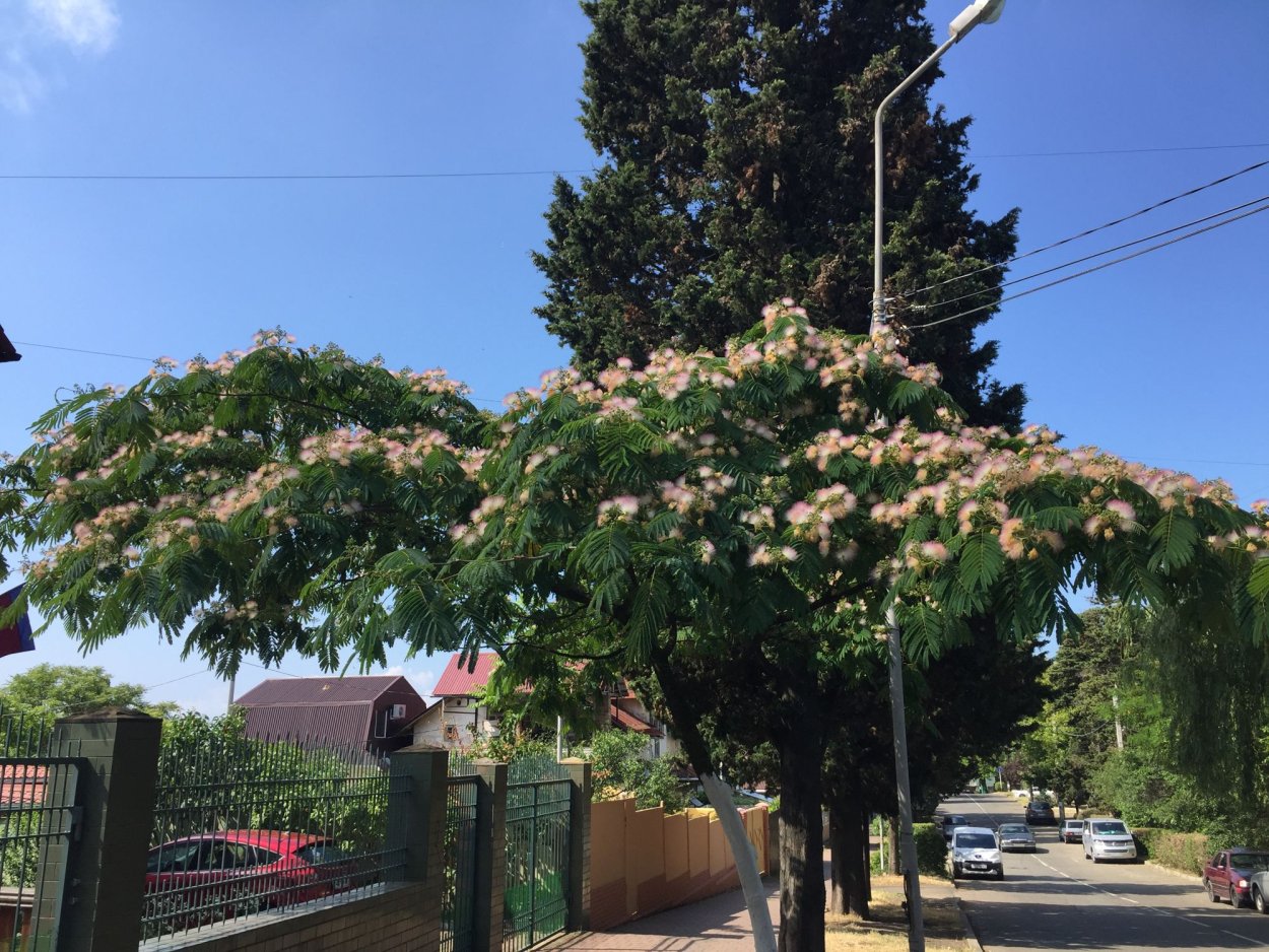 Магнолия реликтовое растение