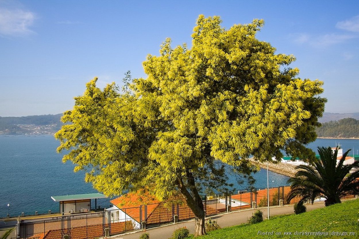 Хурма дерево цветение