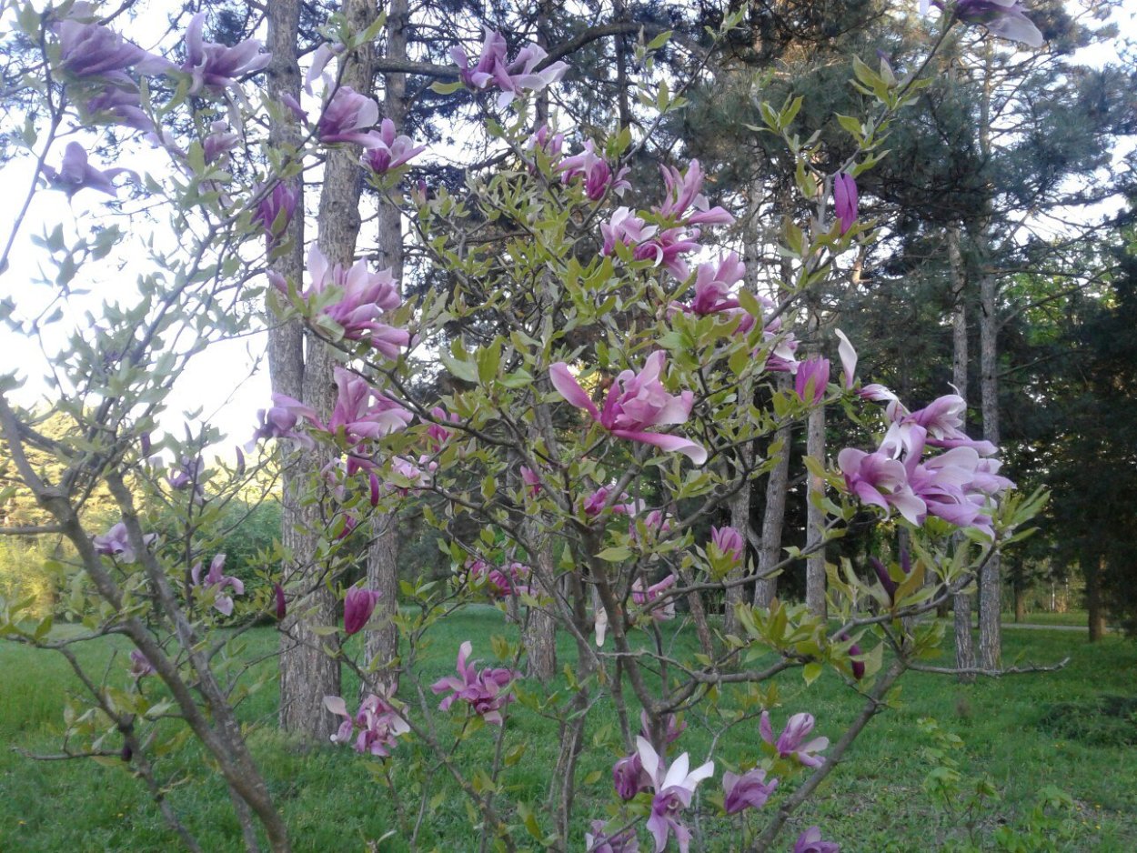 Церцис Европейский цветение