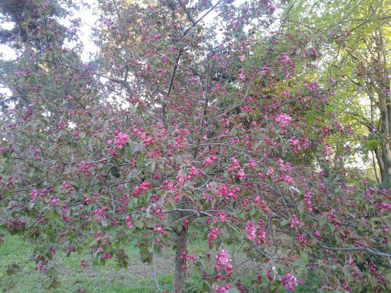 Среднеазиатская Акация