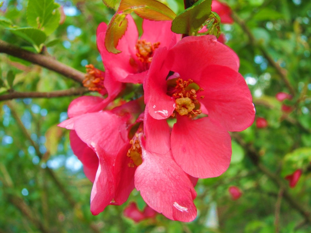 Табебуйя сиреневая