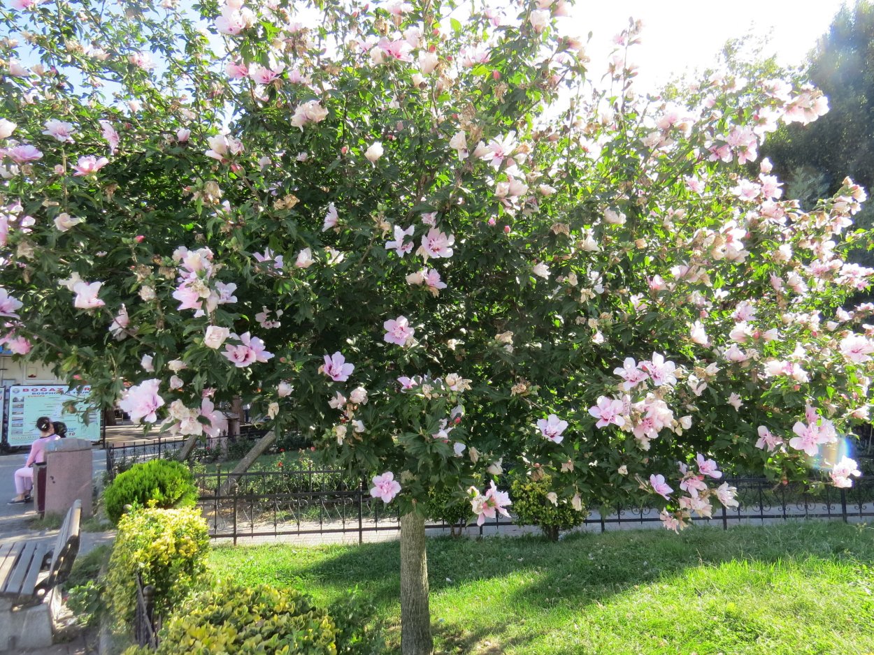 Акация Альбиция