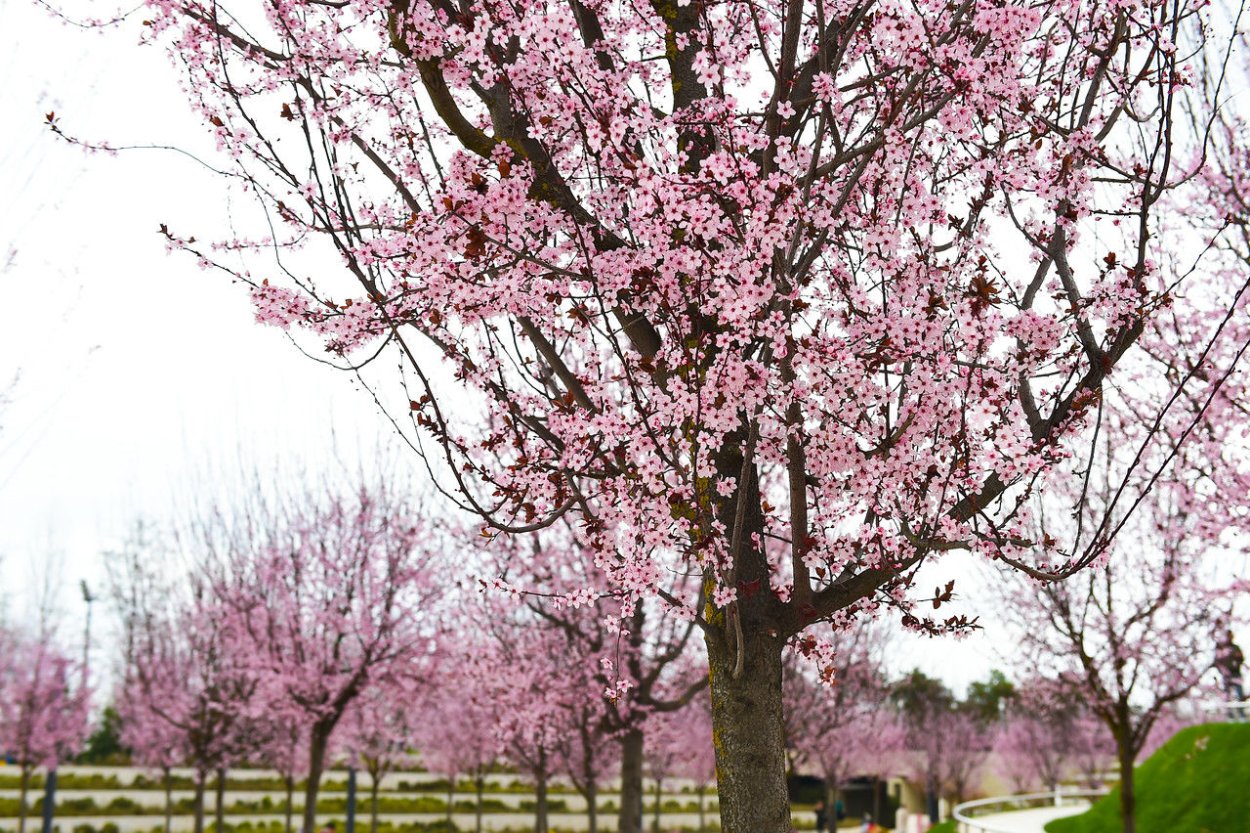 Альбиция Помпадур