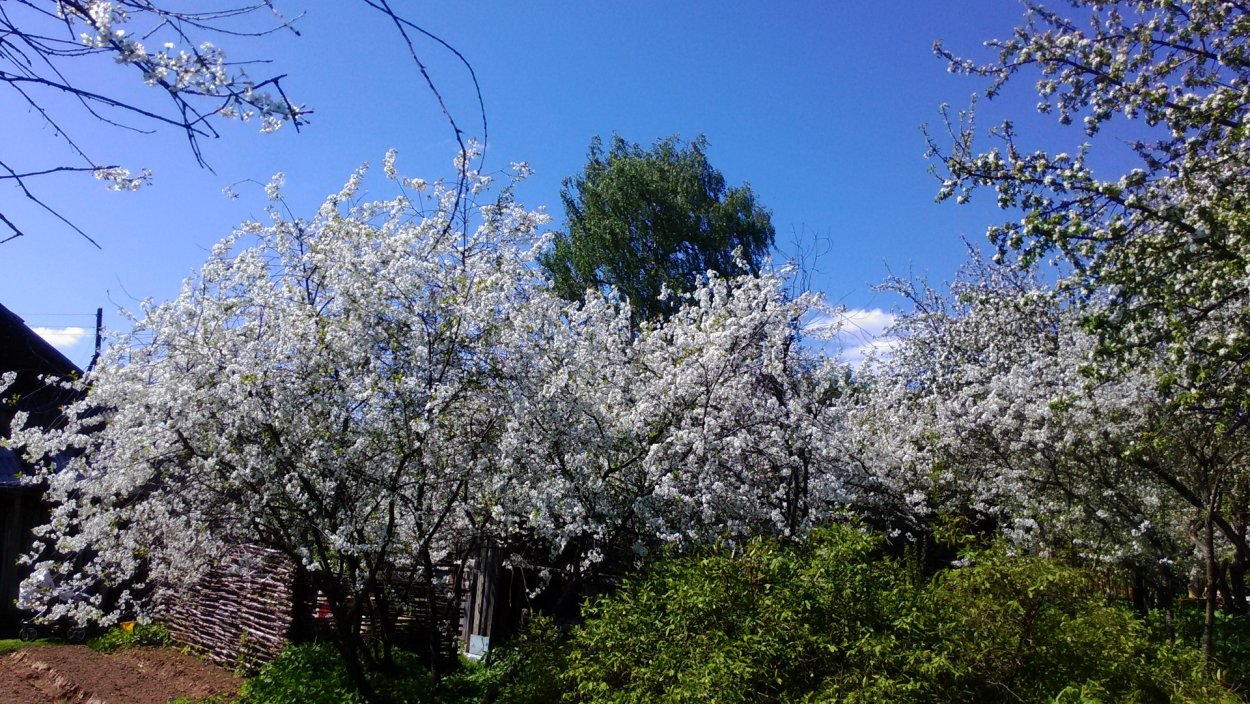 Королевский Делоникс Бразилия