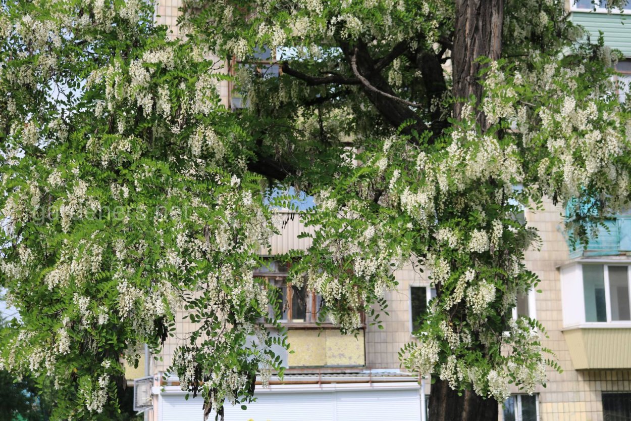 Кипарисы, олеандры, акации.